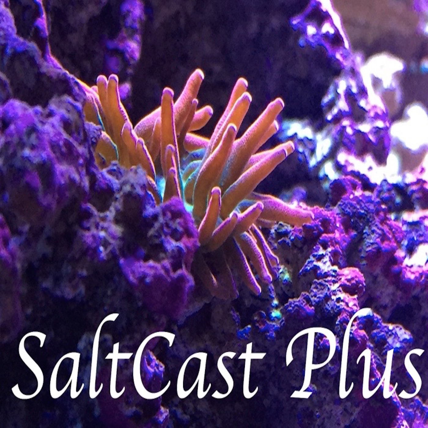 SaltCast Plus