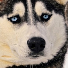 Harlow The Husky
