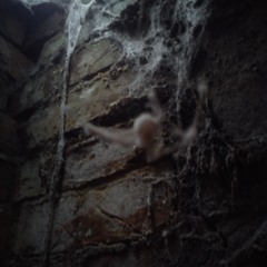 RatKeeng