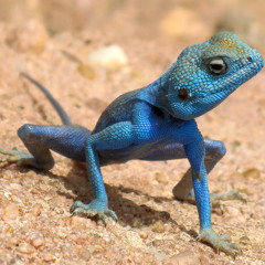 Nimo