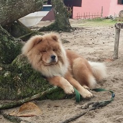 Diego