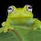 Frenchy Froggy