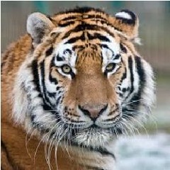 KDsTiger