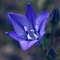 commonbluebell