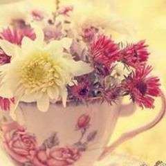 جمان الضمور