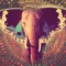 Elephantschild