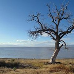 Liliana Salomón Meraz