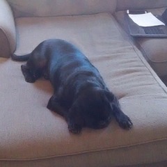Pugs123