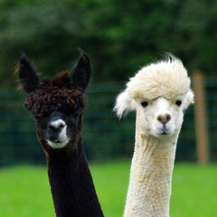 LittleDragonWithAHat