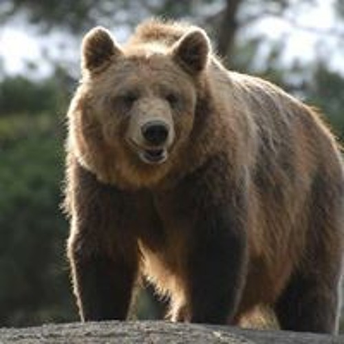 Stream Björn Bruhn music | Listen to songs, albums, playlists for free ...