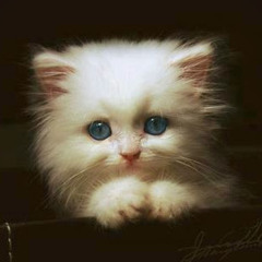 Reem Essam