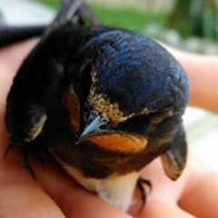 Антон Великов