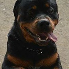 Erik Erino Cseri