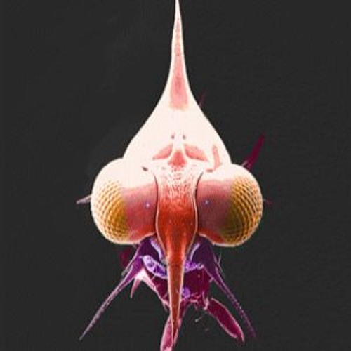 Laurentbourrelly S Stream On Soundcloud Hear The World S Sounds soundcloud