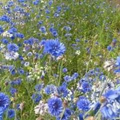 Clare Marie McMullan