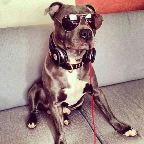 DJ doggydog’s avatar