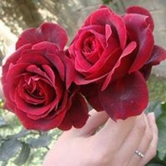 علي ابومنتظر