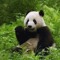 PandaIsLife
