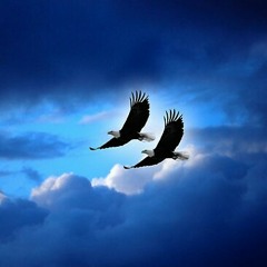 happiness eagles