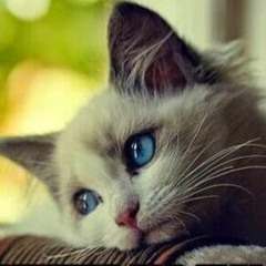 robby adi kurniawan adi