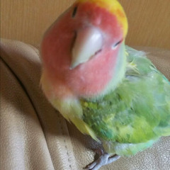 シャカリキマンボ