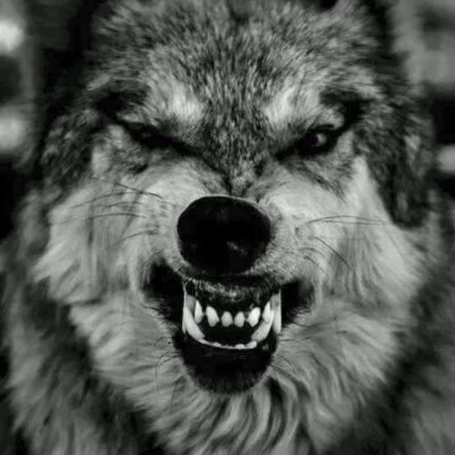 Wolfy’s avatar