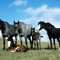 cowboyup1546