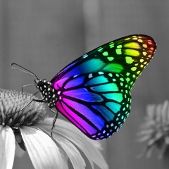 rainbow butterfly <3