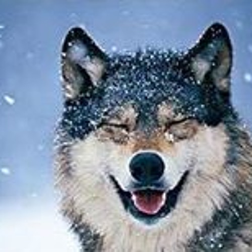 Wolfie Silverfang’s avatar