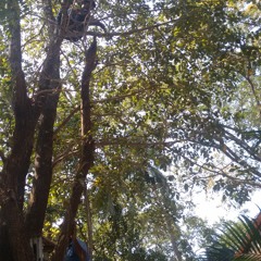 GOANOD