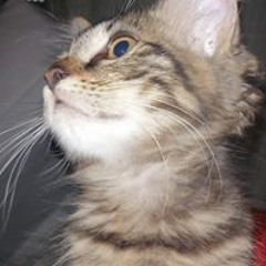 Sébastien Demoniere