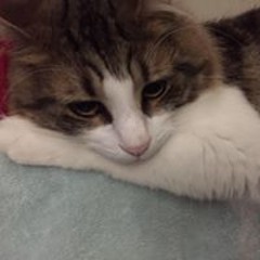 Veronica Briscoe-Hough