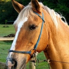 paulo henrique pappen