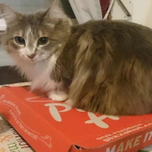 Stream I wish I was punk rocker (with flowers in my hair) by