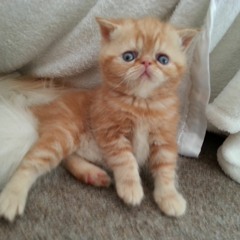 Ewa Maria Victoria Zareba