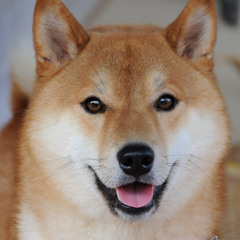 I want to be a Shibe Inu!