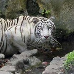 Tigar Bengalski