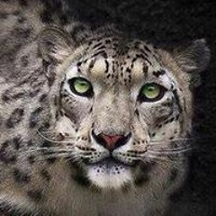 Shelli Diane Koszdin