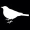 Veery