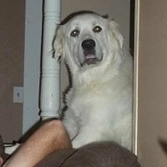 Shirley Rich Flowers