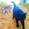 One Cat