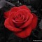 Zahrat Almadayen