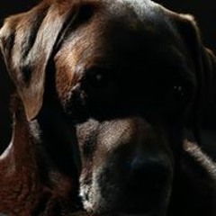 Yvonne Westerveld-Schot