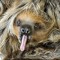 T_Sloth
