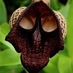 Nemo EpicMoment White