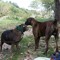 Dany the Dog - Wow!