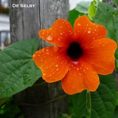 De Selby