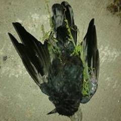 Louis Girard Lacasse