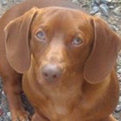 Sharon McGee Studdard