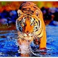 Bibbie Leworn Mclaurin